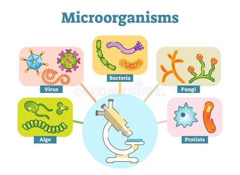 Colonie Des Micro Organismes Sous Le Microscope Germes Et Virus Chez L