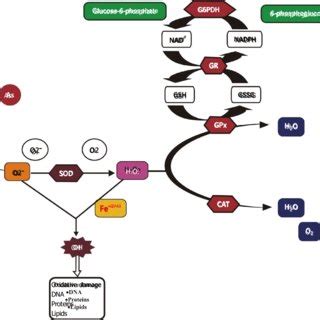 Possible Biochemical Approaches By Which Arsenic Induces Dia Betes