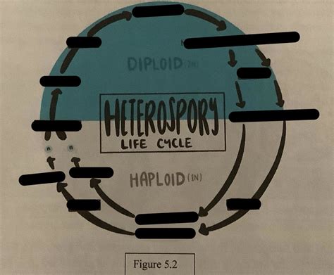 Heterosporous Life Cycle Diagram | Quizlet