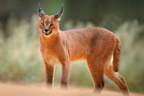 Caracal El Lince Africano