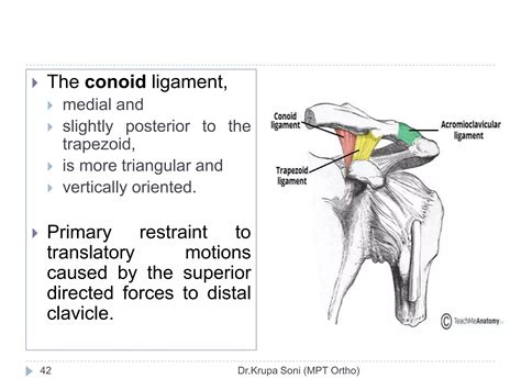 Shoulder Complex Biomechanics Ppt