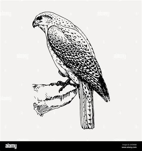 Falcon Bird Clipart Vintage Hand Drawn Vector Stock Vector Image And Art