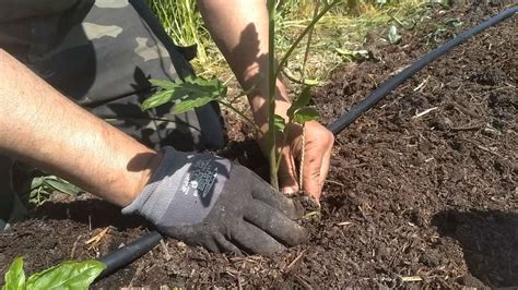 Come Legare I Pomodori Con Il Filo Due Metodi Semplici E Veloci