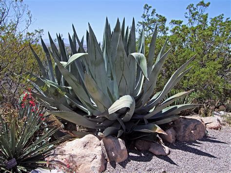 Agave In A Cactus Garden Pictures Of Agave Americana Southwest Usa