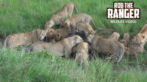 Mega Pride Of Lions Eat A Buffalo Maasai Mara Safari Zebra Plains Youtube