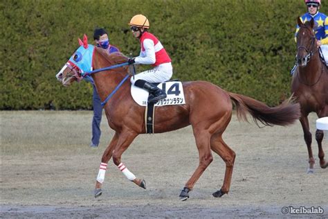 ショウナンラタン Shonan Rattan 競走馬データベース 競馬ラボ