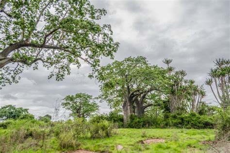 Typische Bäume In Afrika Stockfoto Bild Von Eingebürgert 33632576