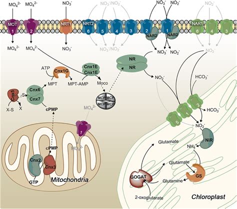 Frontiers Understanding Nitrate Assimilation And Its Regulation In Microalgae Plant Science