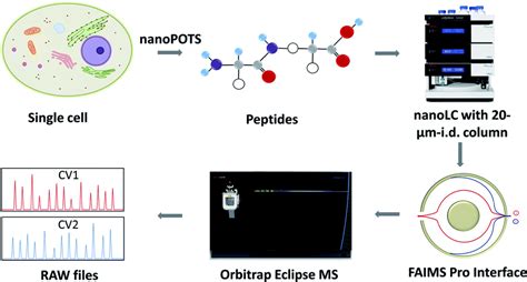 Ultrasensitive Single Cell Proteomics Workflow Identifies 1000 Protein