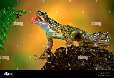 Frog Catching Insect With Tongue