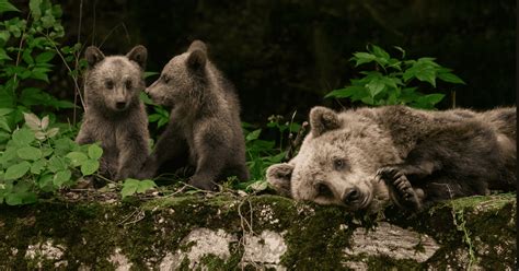 Le Più Belle Fotografie Naturalistiche Del National Geographic Di Quest Anno Lifegate