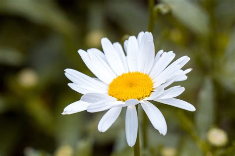 2560x1440 wallpaper | white daisy | Peakpx