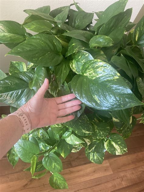 Golden Pothos Rpothos