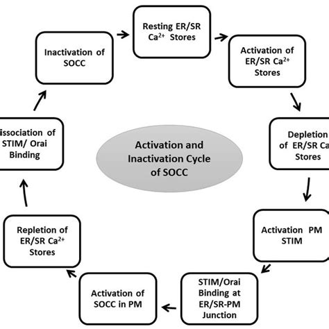 Schematic Mechanism Of Store Operated Ca 2 Entry Pathways