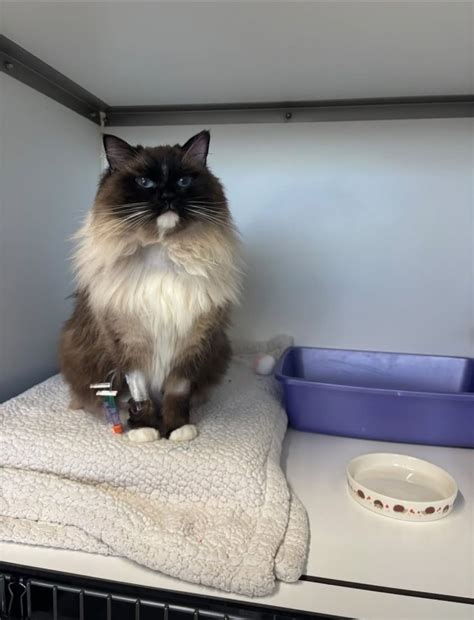 Northwest Veterinary Specialists | Frodsham
