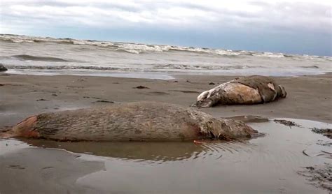 俄羅斯裏海沿岸約2500頭海豹死亡 確切原因不明 國際要聞 全球 Nownews今日新聞