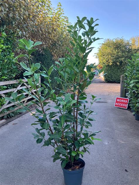 Hedging - cherry laurel (6ft) | Japonica Nursery