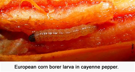 Larva In Cayenne Fruit Vegetable Fruit Insect Pest Management