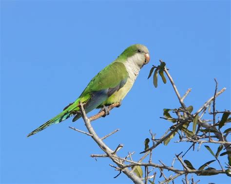 Monk Parakeet | Birdspix