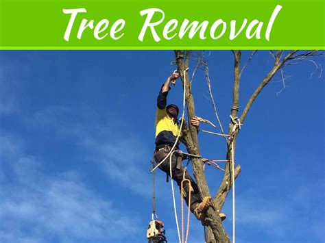 Get Professional Help For Tree Removal From The Home And Shoot Trimming My Decorative