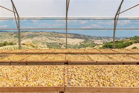 Fichi Di Cosenza Dop Le Dolci Gemme Calabresi Italia A Tavola