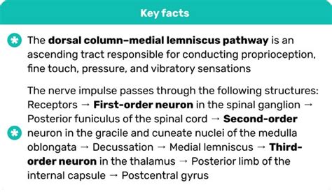 Dorsal column-medial lemniscus (DCML) pathway – Easy Anatomy 3D