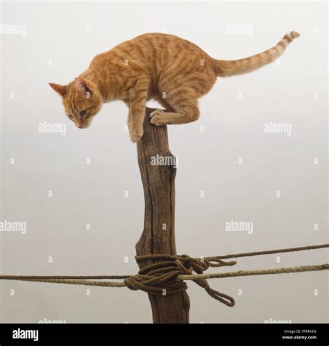 Cats Domestic Leaping Hi Res Stock Photography And Images Alamy