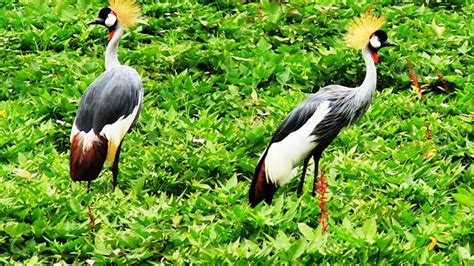 Birding In Lake Mburo National Park Bird Watching Tours In Lake Mburo