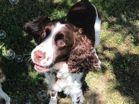 Vote For Hobo Above Beyond English Setter Rescue Treat Search