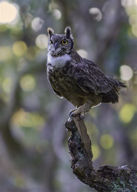 Tucúquere Magellanic Horned Owl Bubo Magellanicus Flickr