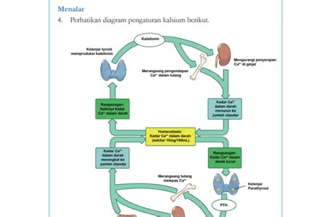 Contoh 30 Soal Pts Uts Mapel Ipa Kelas 7 Semester 1 Kurikulum Merdeka