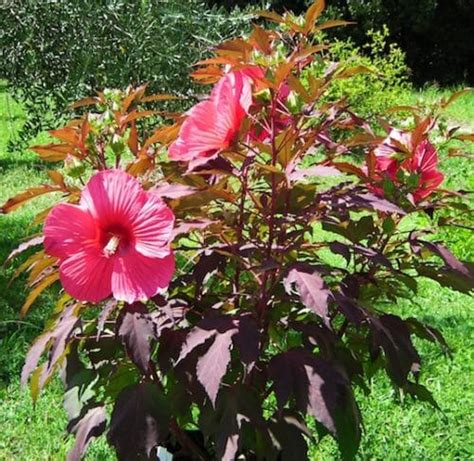 Deep Pink Hardy Hibiscus | Hibiscus x 'Tahi16’ CAROUSEL™ Pink Passion