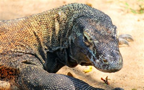 Tiket Masuk Pulau Komodo Naik Jadi Rp 3 75 Juta Hari Ini Pelaku