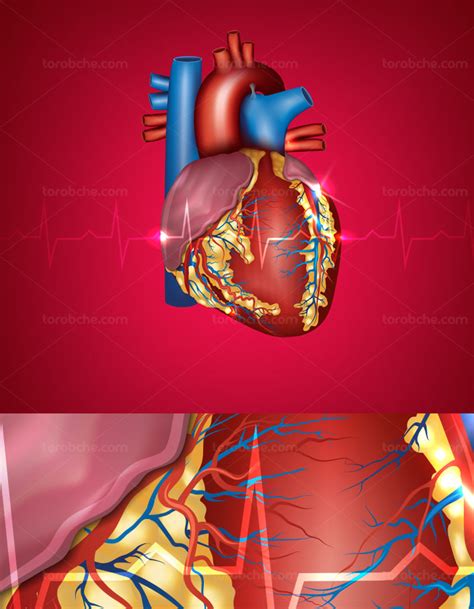 وکتور طرح قلب با جزئیات و مویرگ ها با زمینه ی نوار قلب گرافیک با طعم