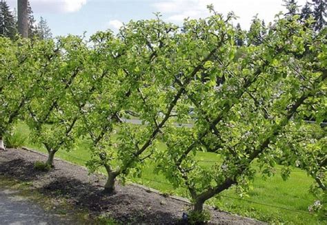 How to Espalier Fruit Trees | Container water gardens, Espalier fruit trees, Outdoor landscaping