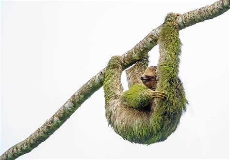 Three Toed Sloth Hanging From Branch Photograph By Panoramic Images