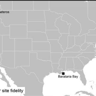 Breeding And Wintering Locations Of Common Loons In Western Maine