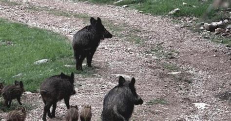 La Regione Autorizza L Abbattimento Dei Cinghiali In Sovrannumero Nel