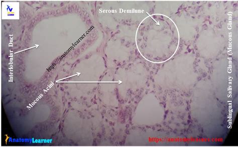 Sublingual Gland Histology Labeled