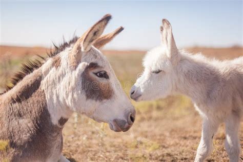 Asino Del Bambino E Della Mamma Fotografia Stock Immagine Di Rapporto