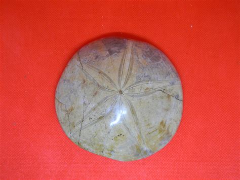 Fossil Specimen: Echinodermata | Jurassic James