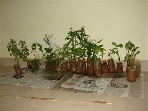 aromatic plants | Organic Kitchen Gardening and my personal musings