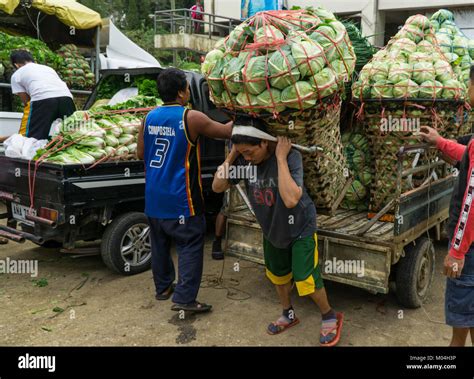 Los Cargadores Del Mercado Transferir Cargas Muy Pesadas De Verduras