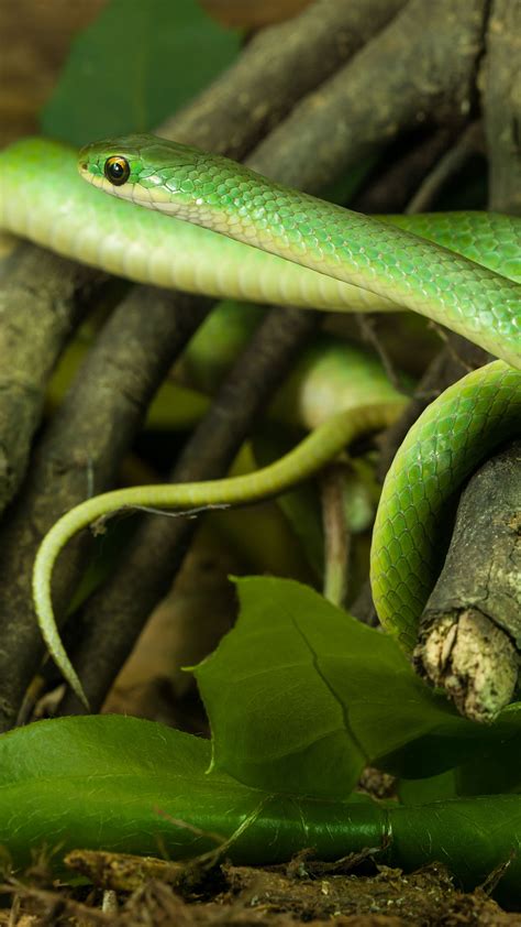 Smooth Green Snake - Zoo Ecomuseum