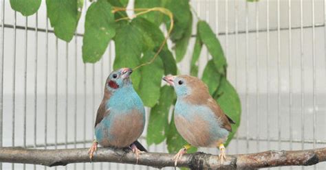 11 animals with truly unusual courtship rituals