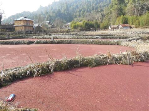 Tarin Fish Farm Ziro 2020 All You Need To Know Before You Go With