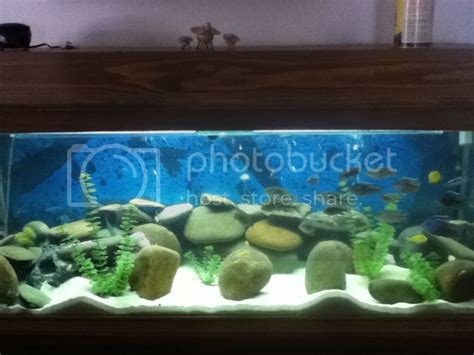 New Tank Setup | Cichlid Fish Forum