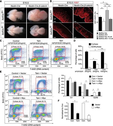 BAF Subunit Switching Regulates Chromatin Accessibility To Control Cell