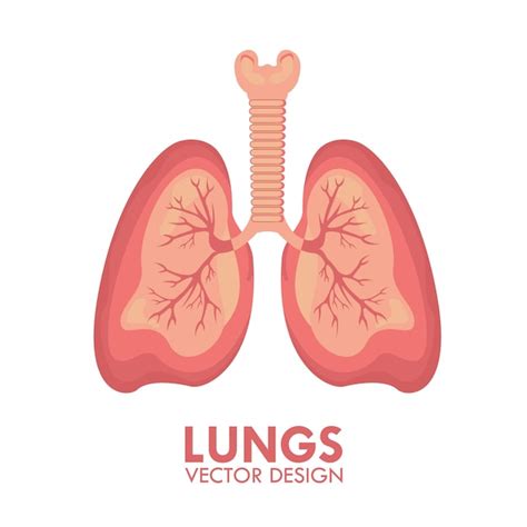 Lunge Menschliches Atmungsorgan Freigestellt Vektor Illustration