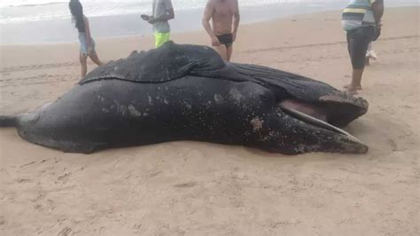 BA Filhote de baleia jubarte é encontrado morto em praia ISTOÉ